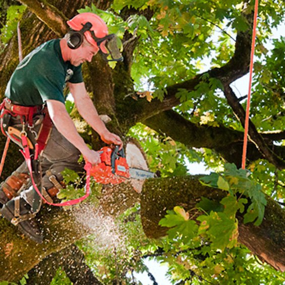 Azteca Outdoor Services Professional Work