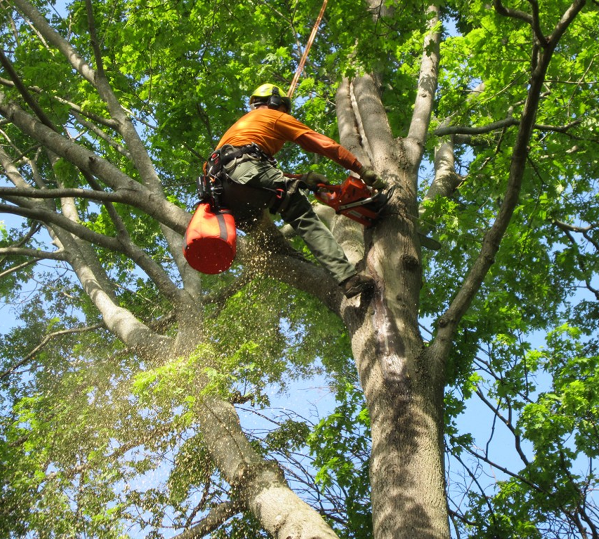 Expert Tree Removal and Pruning